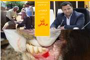 الزام رعایت نکات بهداشتی و قرنطینه ای در پیشگیری از بیماری تب برفکی  